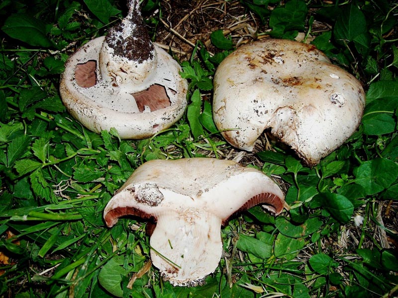 Agaricus pequinii    (Boud.)    Singer